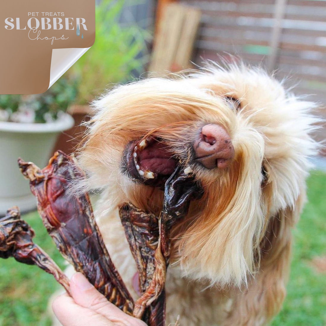 What Makes a Dog Treat ‘Healthy’?