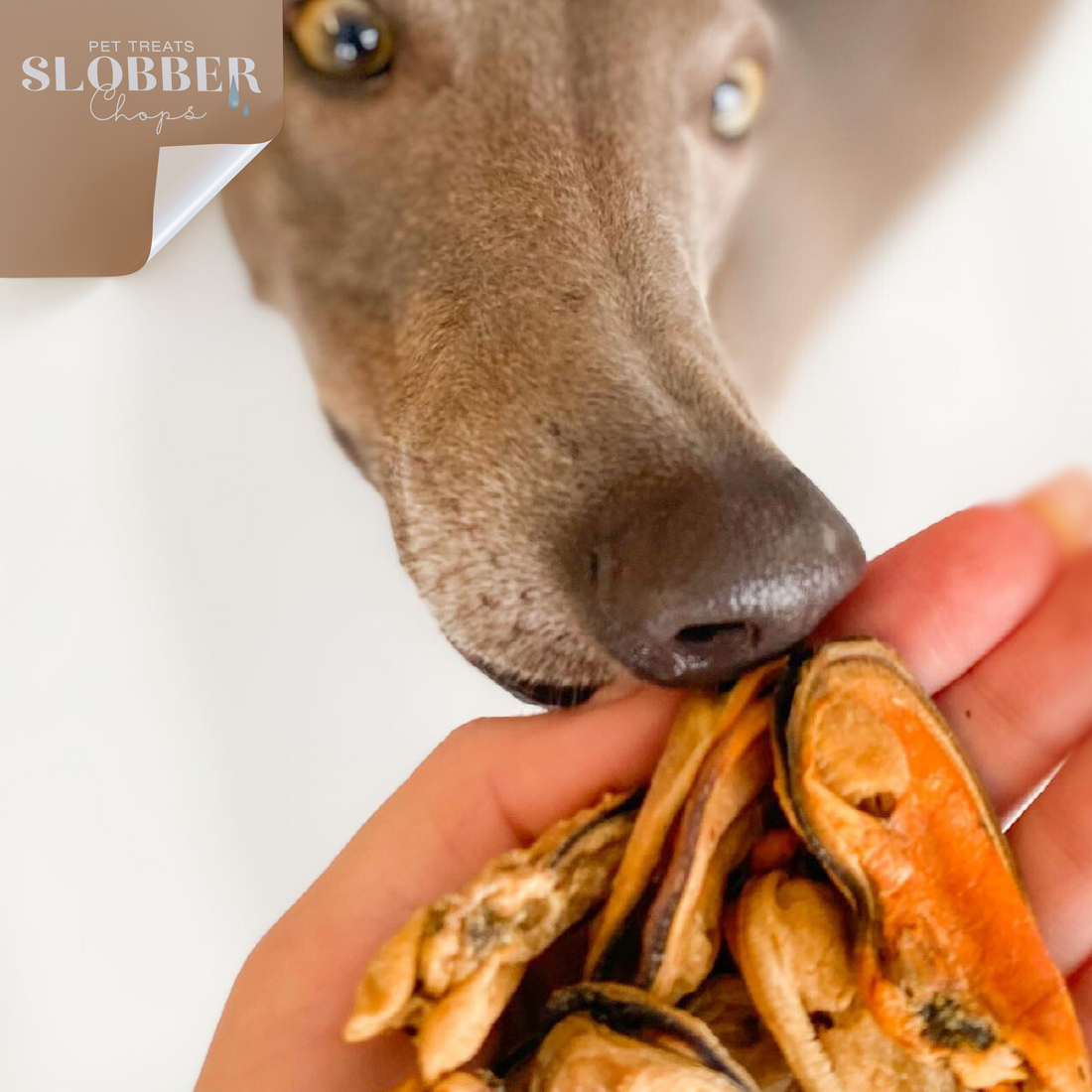The Healing Power of Lip Mussel Treats for Your Dog