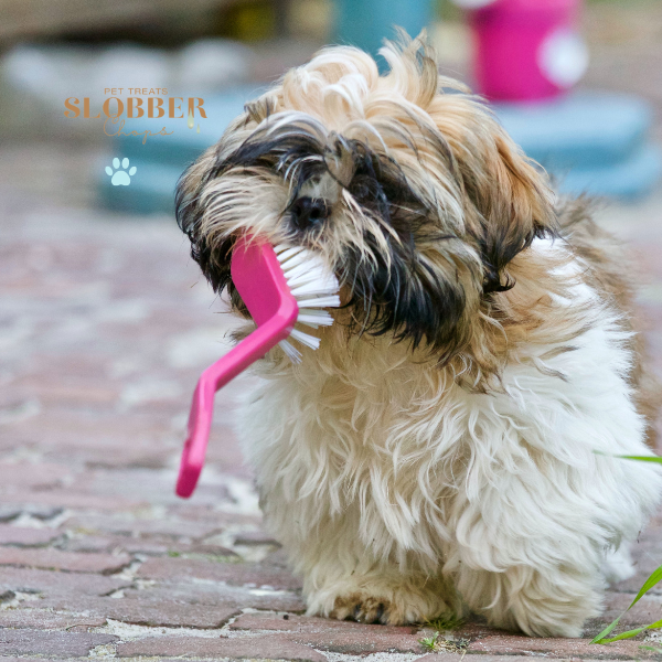 5 Tips to Keep Your Dog's Breath Fresh and Teeth Clean