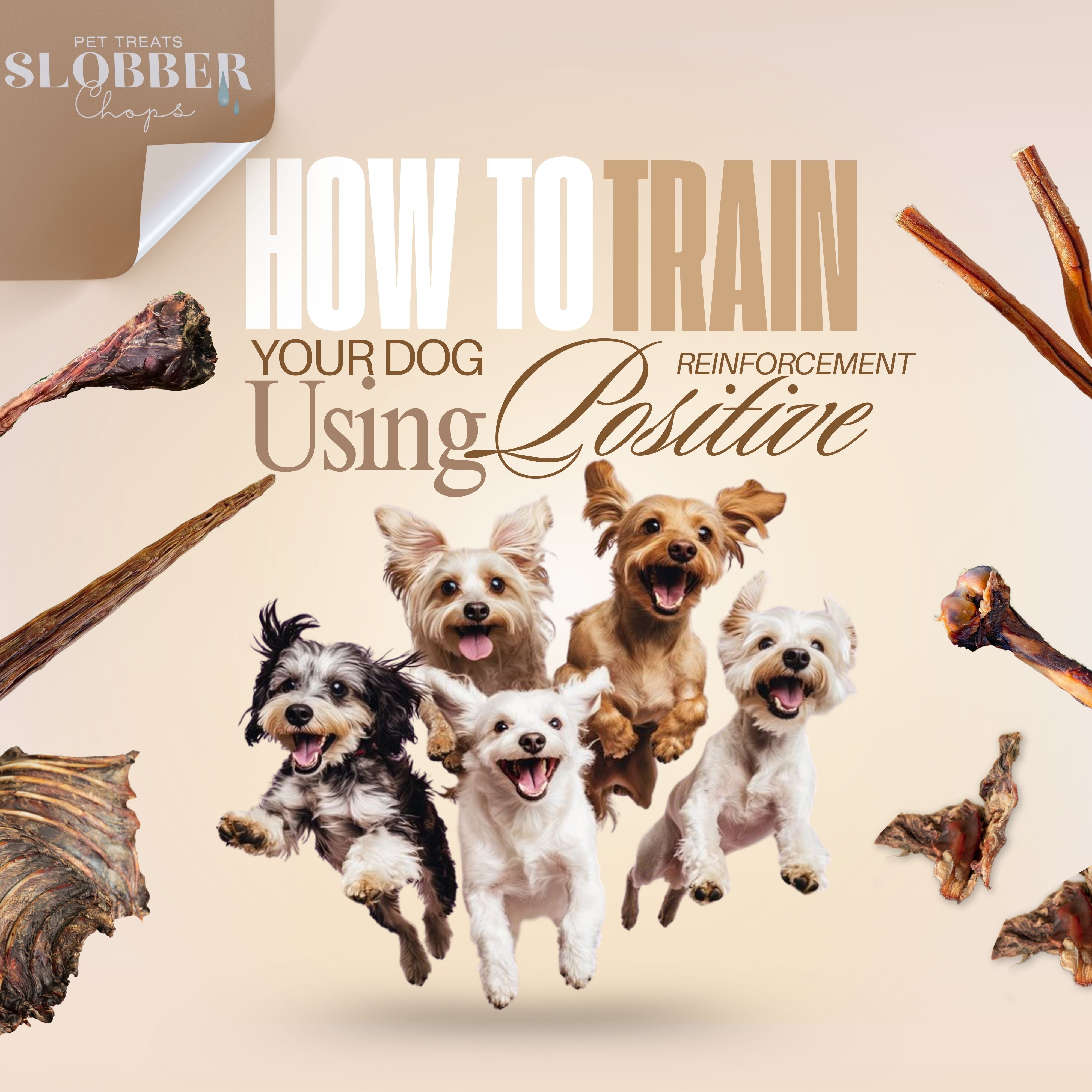 How to Train Your Dog Using Positive Reinforcement and Treats