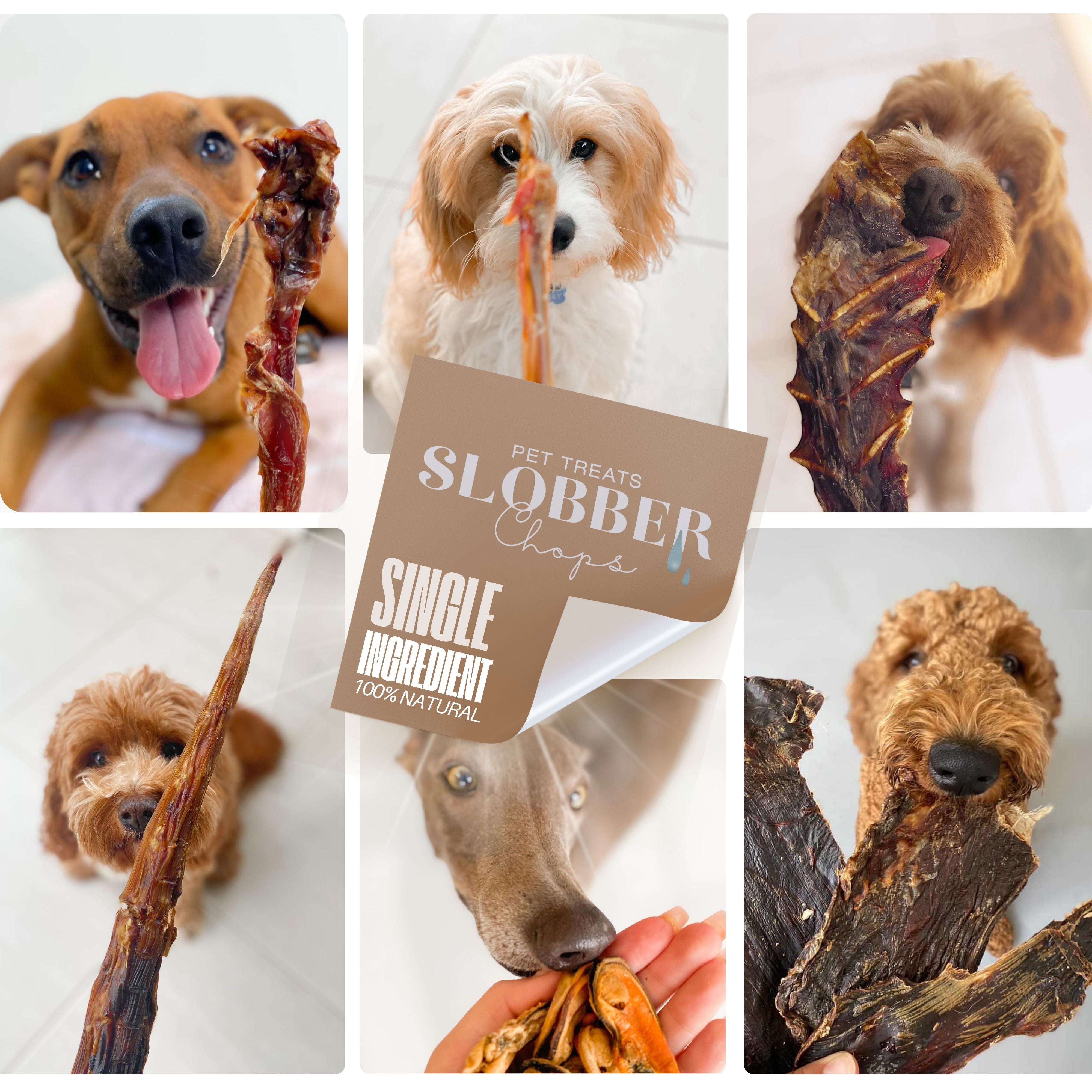 7 Benefits of 100% Natural Dog Treats