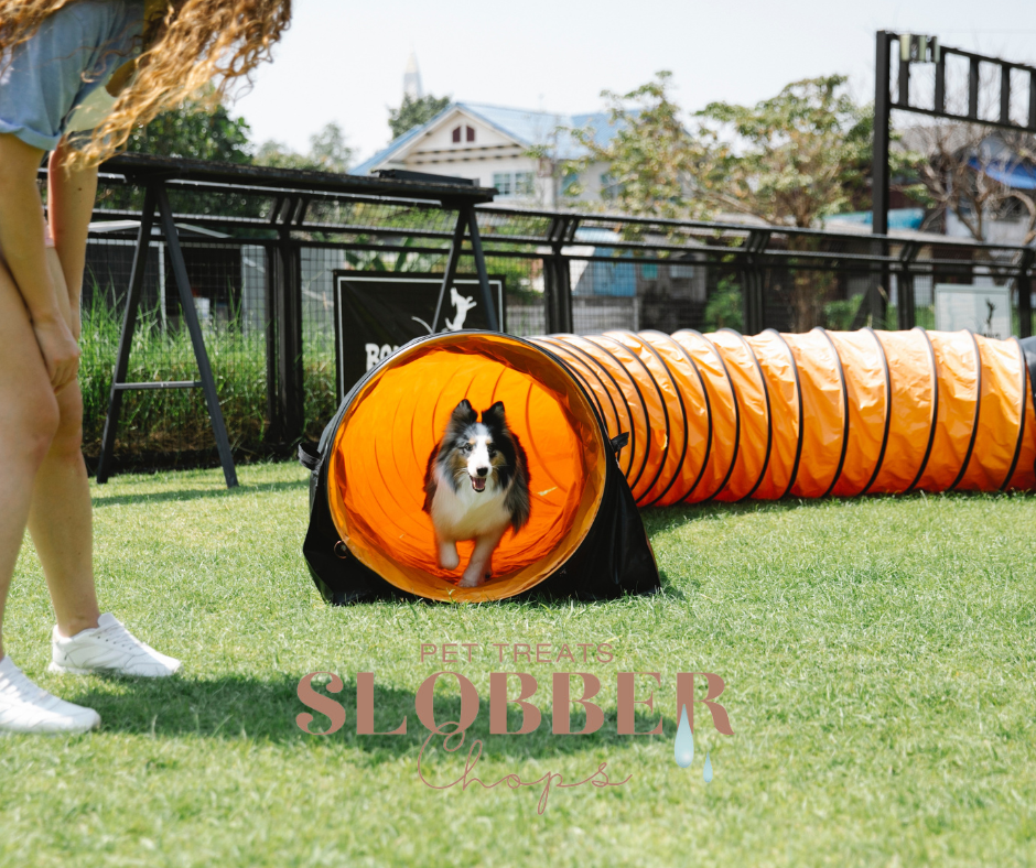 Slobber Chops Dog Treats - Dog training Tips 