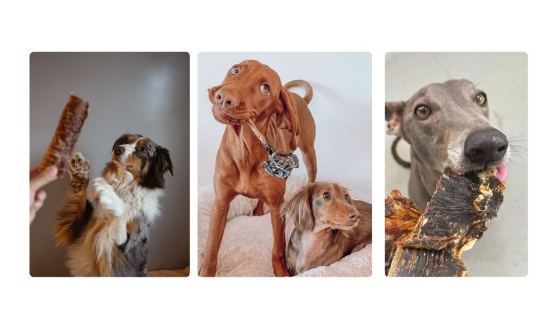 7 Benefits of 100% Natural Dog Treats