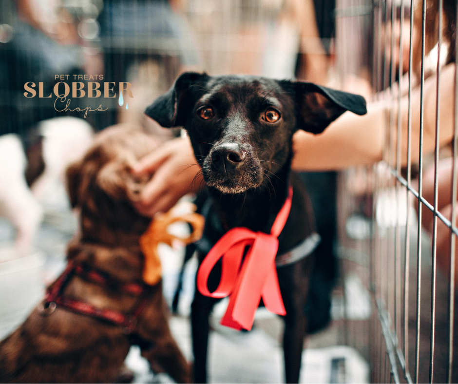 Unlocking The Secrets To Training Your Puppy Using a Crate.