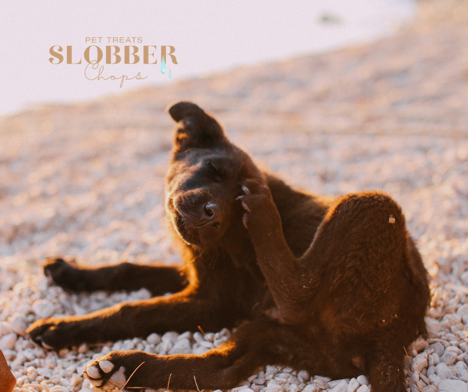 Understanding Dog Allergies: How Your Vet Can Help Keep Your Furry Friend Healthy