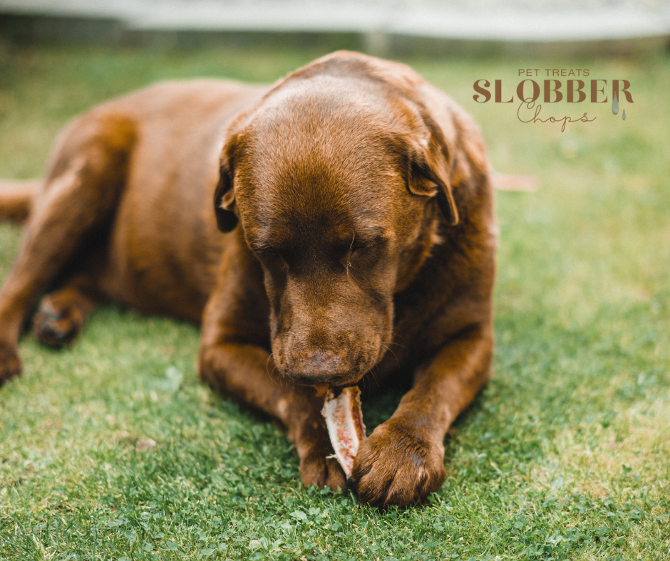 Help! My Dog Ate a Cooked Bone: What to Do Next.