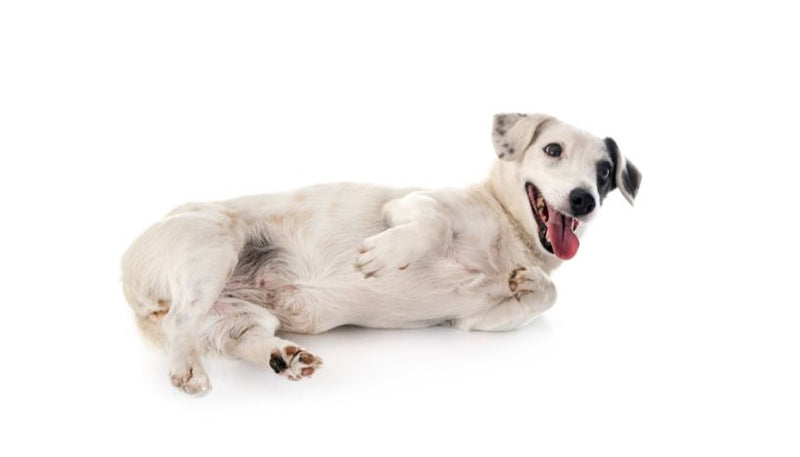 Sensitive Tummy & Allergy-Friendly Treats