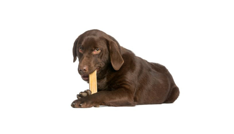 Long Chew & Dental – Busy Chewers