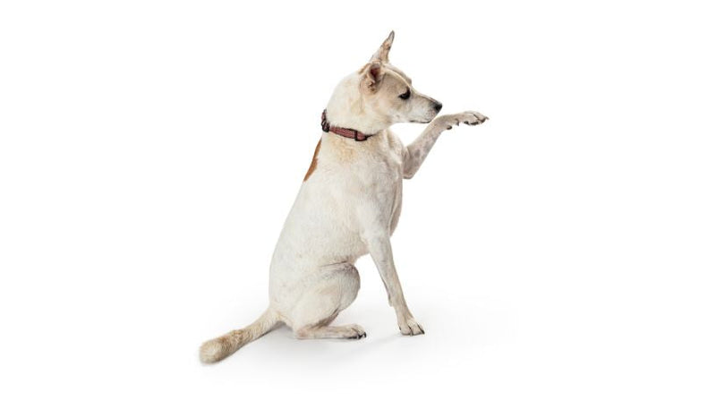 Joint & Mobility Support