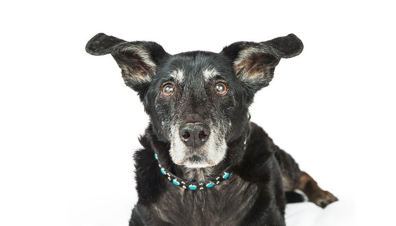 Senior Dog Gentle Chews