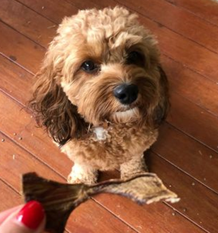 Small Dog Treats