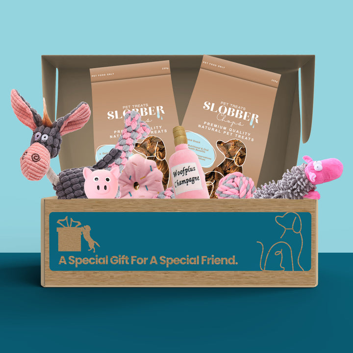Dog Treat & Toys Present Box (Medium)