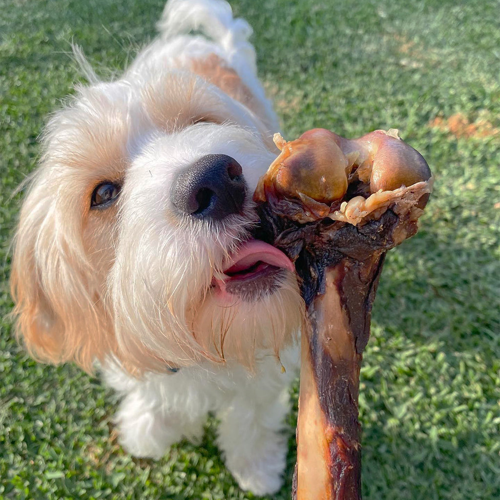 Roo Leg Bone - Dog Treats