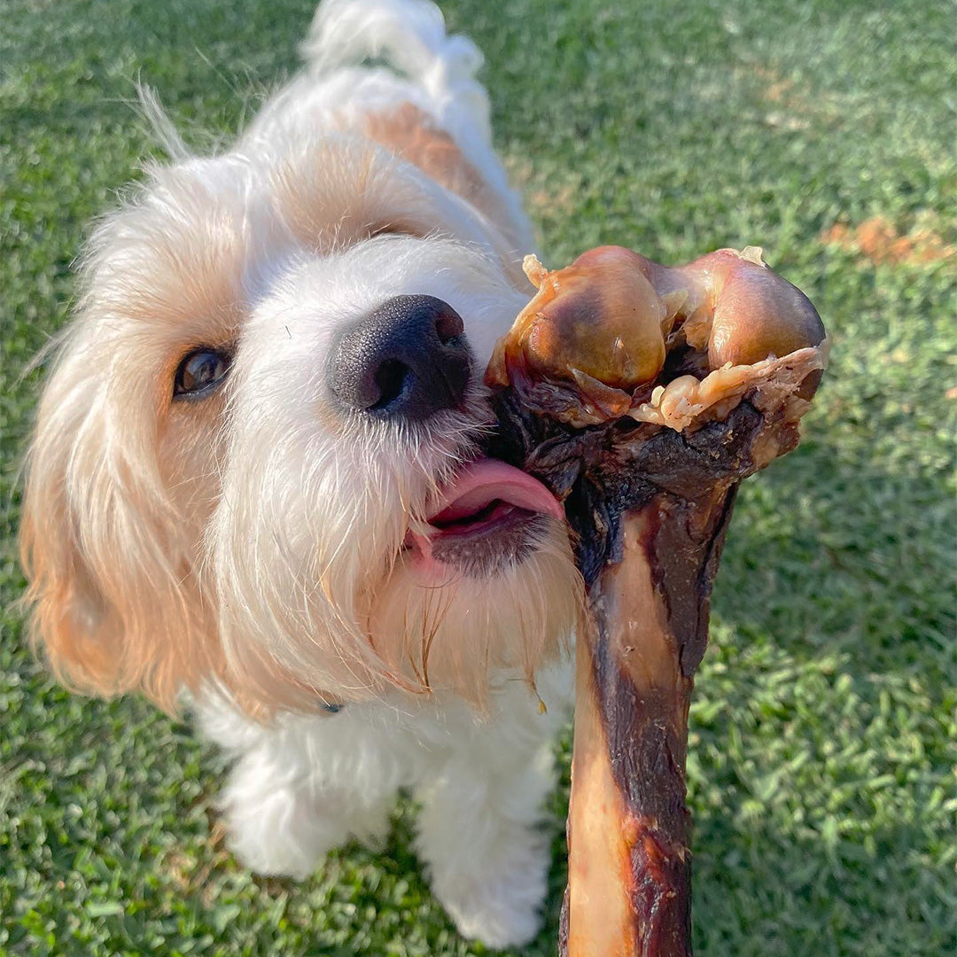 Roo Leg Bone - Dog Treats