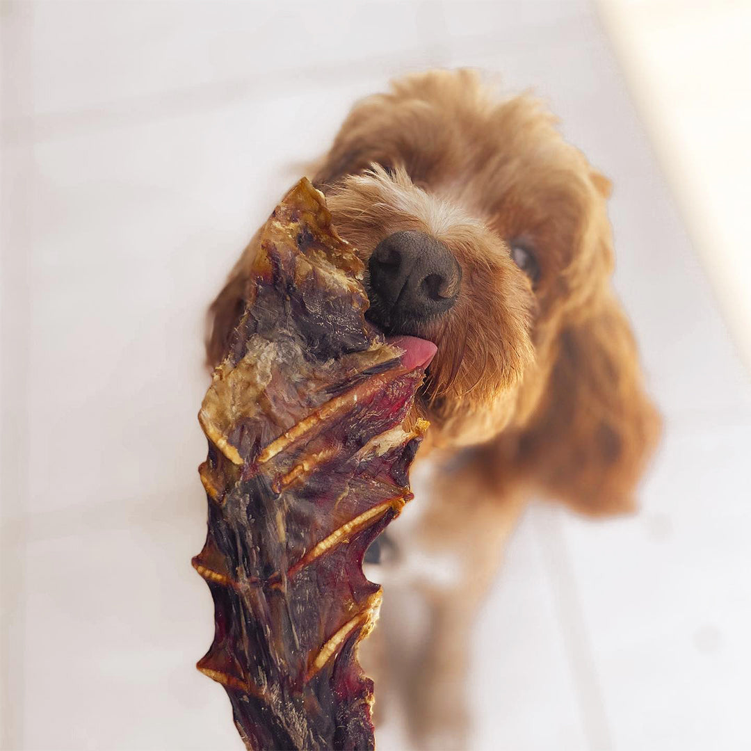 Roo Sternum Bone - Dog Treats