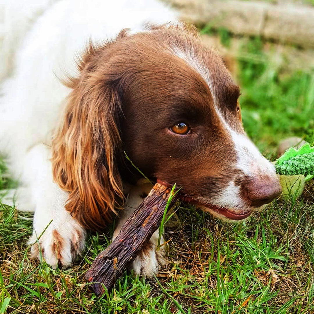Roo Tail Tips - Dog Treats
