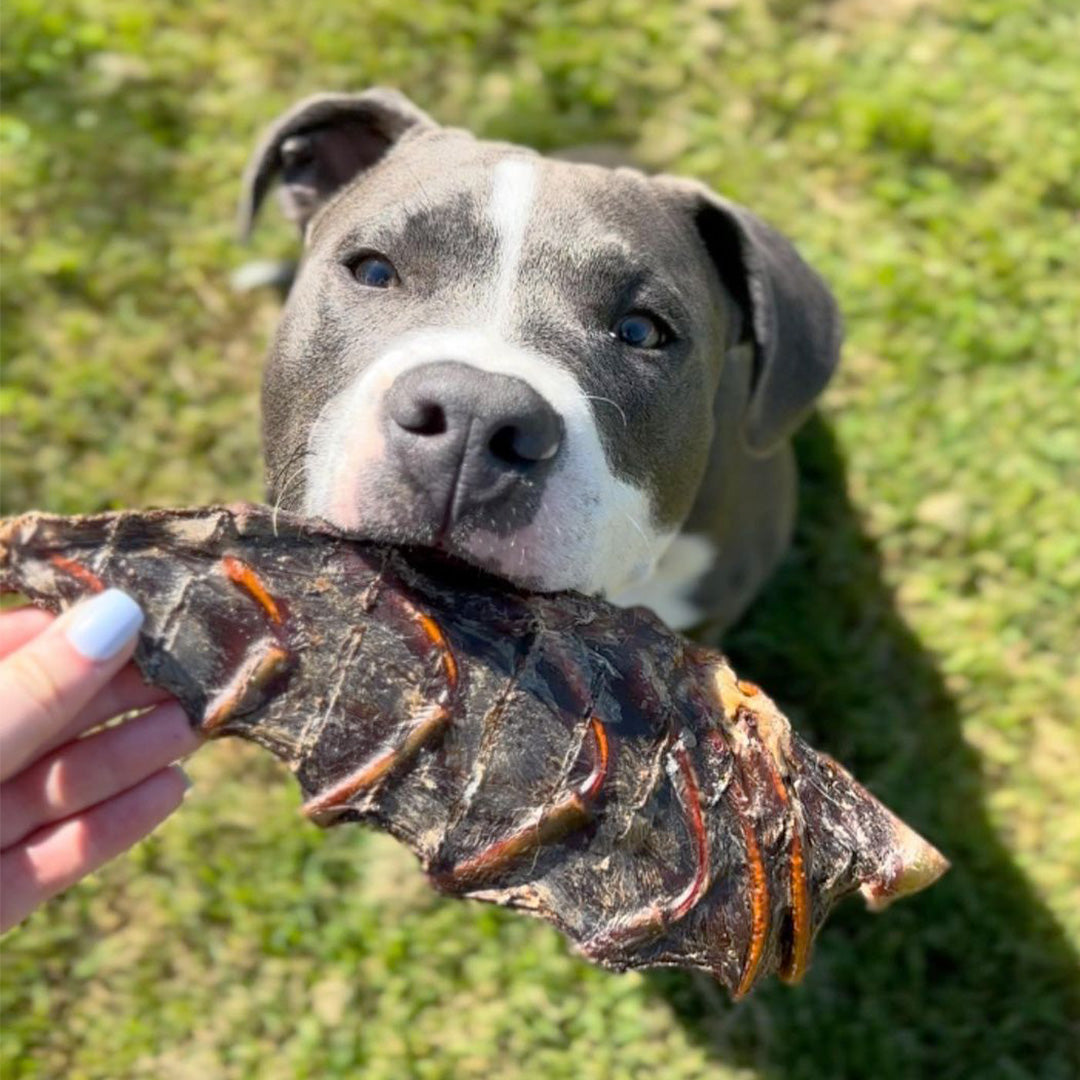 Roo Sternum Bone - Dog Treats