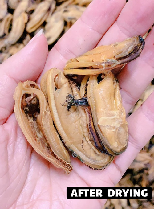 Crushed Dried Green Lip Mussels