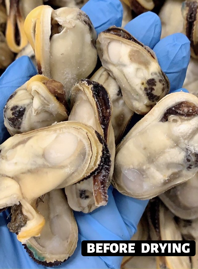 Dried Green Lip Mussels