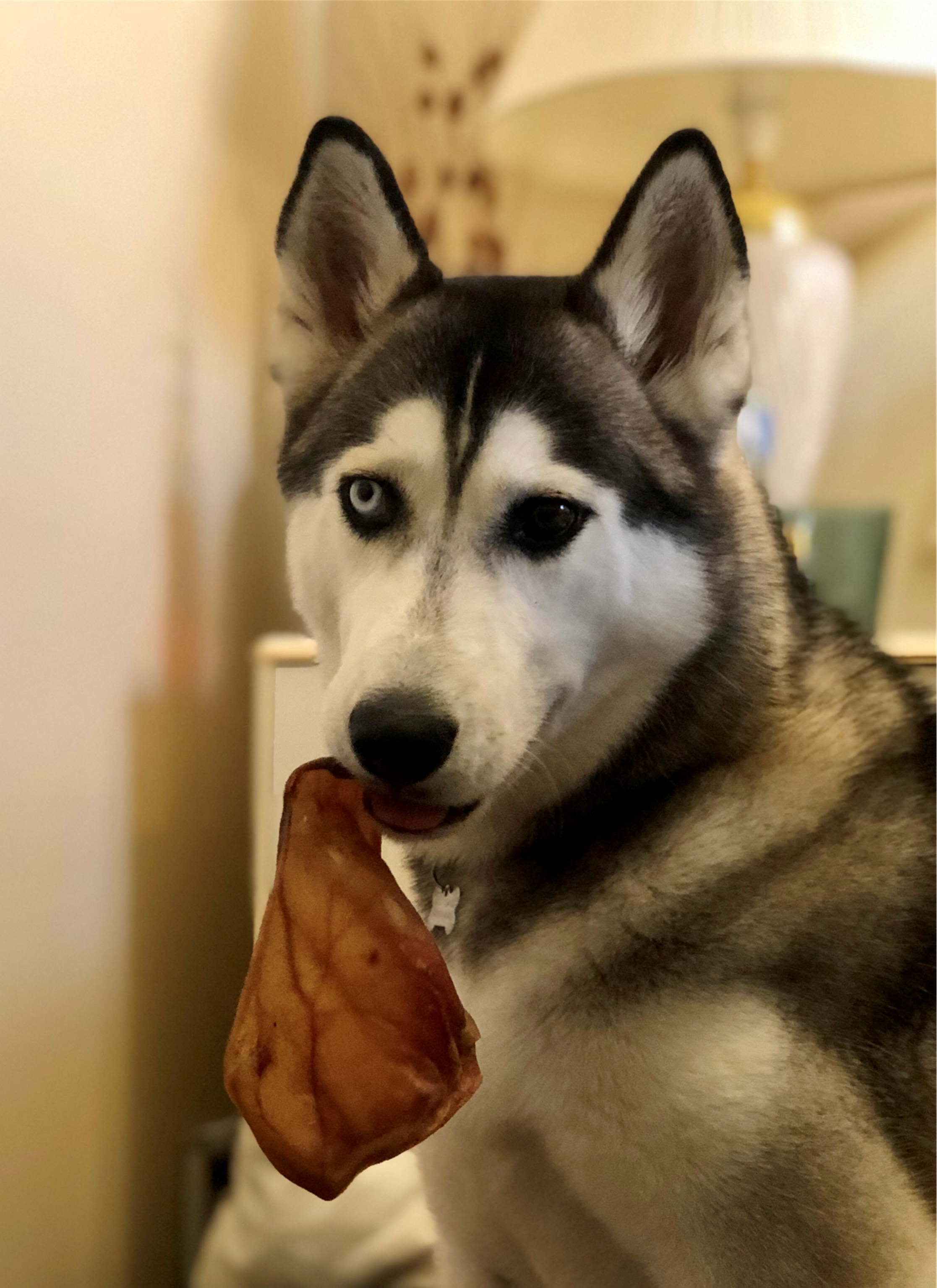 Pigs Ears - Dog Treats