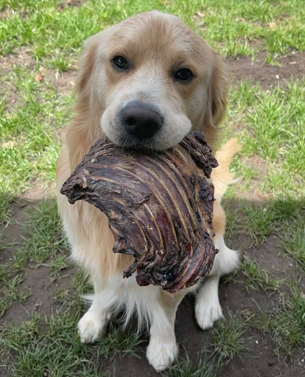 Jerky Short + Roo Ribs