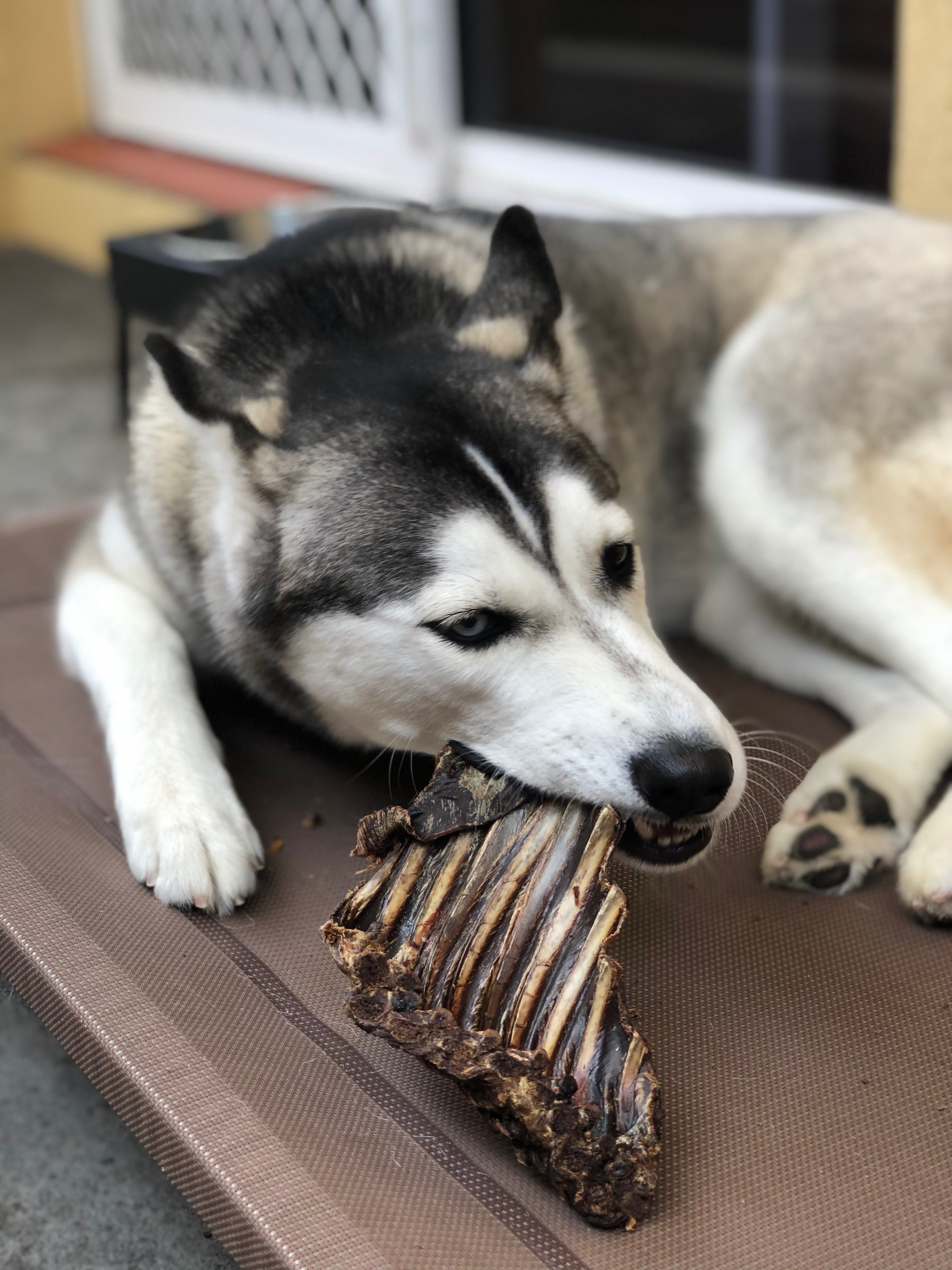 Roo Rib Rack - Dog Treat