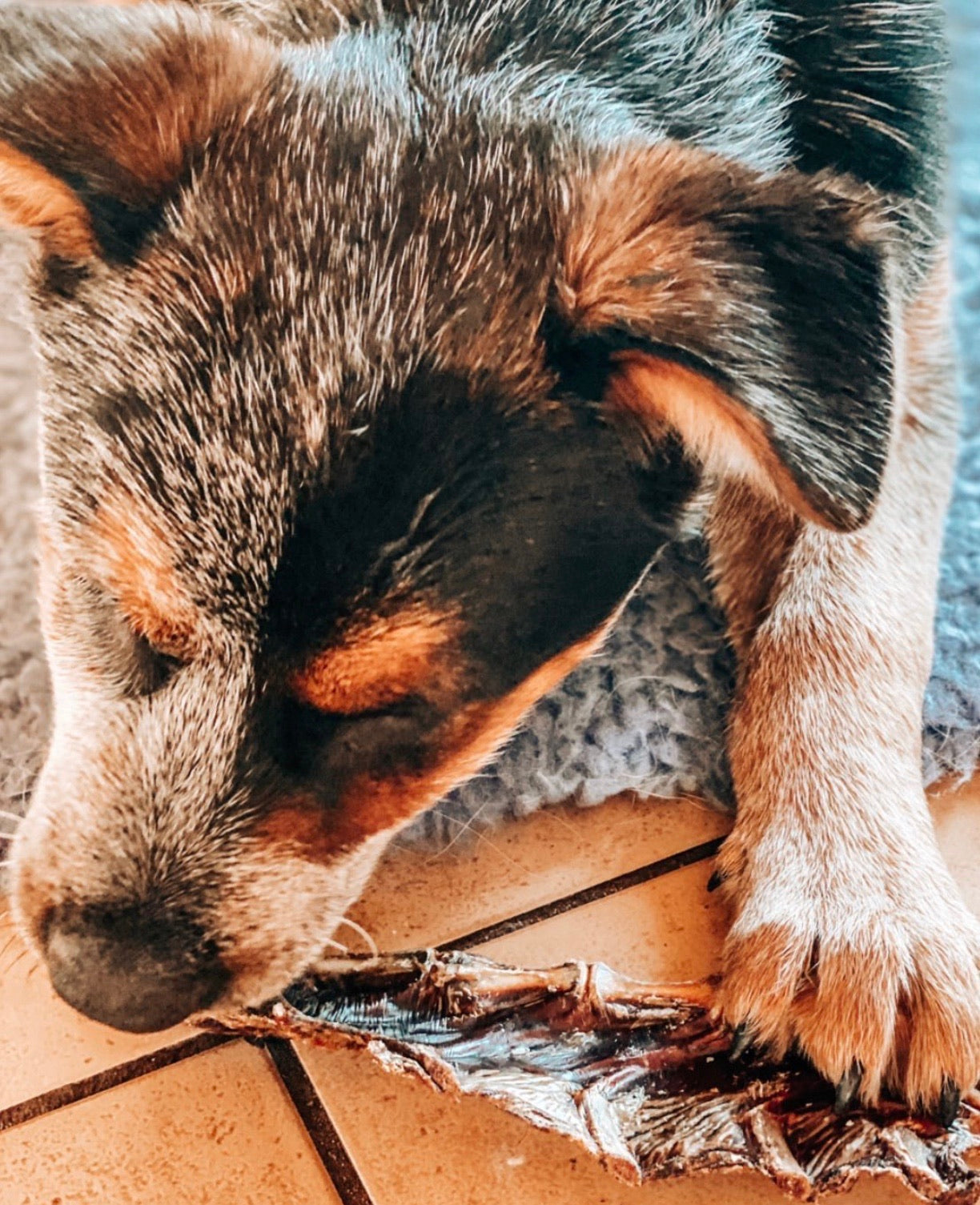 Roo Sternum Bone - Dog Treats